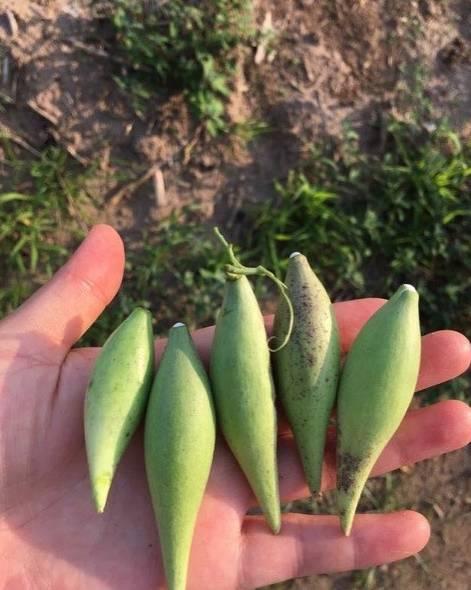 通辽学校吃瓜,揭秘校园里的那些事儿  第3张